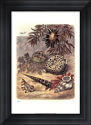 Framed Shell Composition I Print