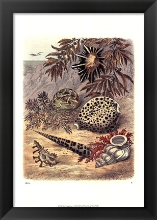 Framed Shell Composition I Print