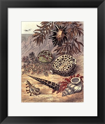 Framed Shell Composition I Print