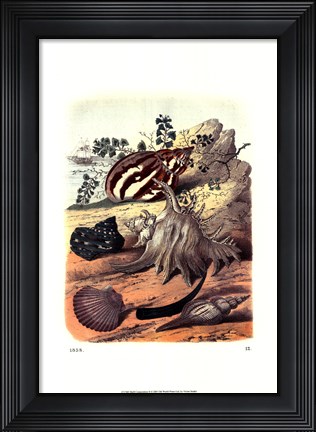 Framed Shell Composition II Print