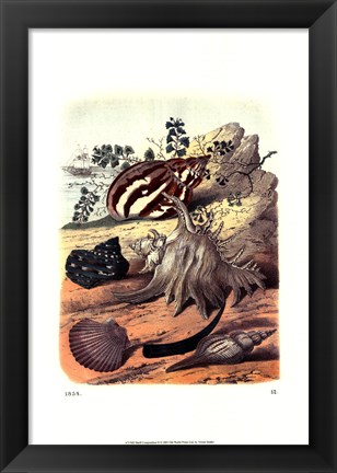 Framed Shell Composition II Print