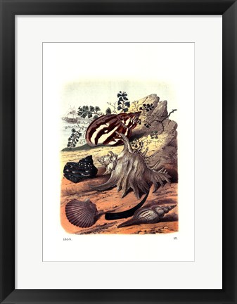 Framed Shell Composition II Print