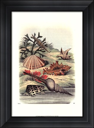 Framed Shell Composition III Print