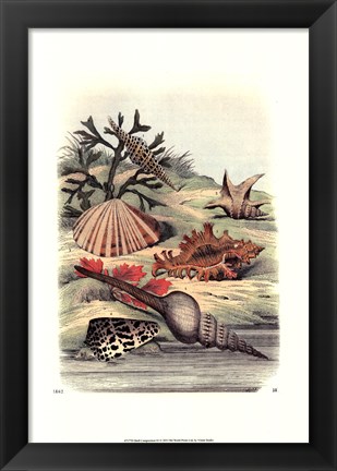 Framed Shell Composition III Print