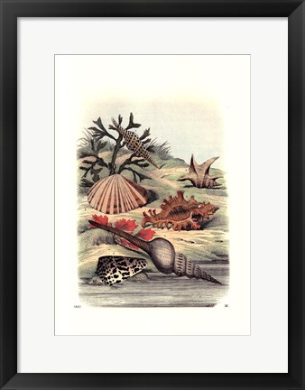 Framed Shell Composition III Print