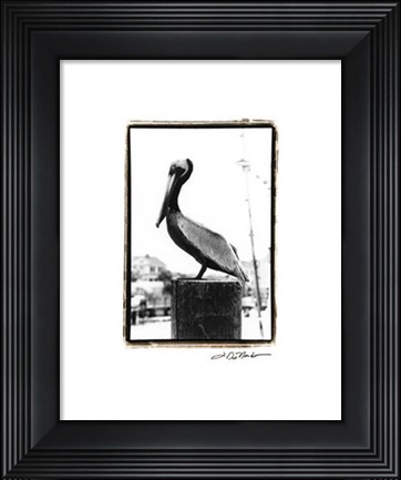 Framed Pelican Perch Print