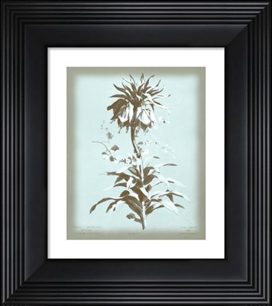 Framed Imperiale on Blue Print