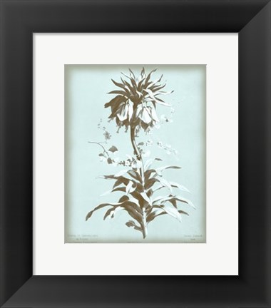 Framed Imperiale on Blue Print