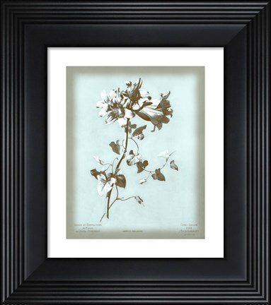 Framed Amaryllis on Blue Print