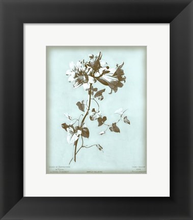 Framed Amaryllis on Blue Print