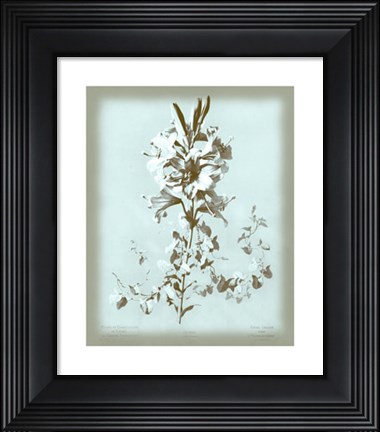 Framed Lilium on Blue Print