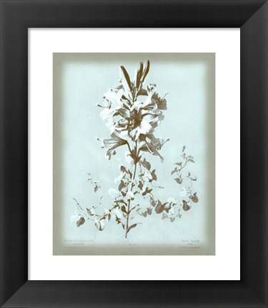 Framed Lilium on Blue Print