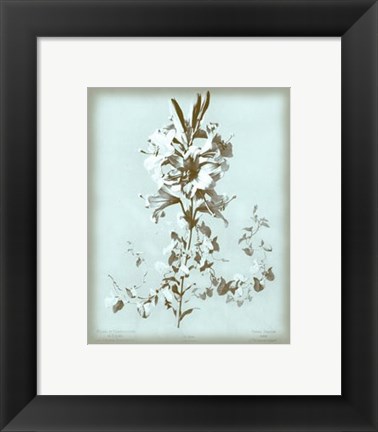 Framed Lilium on Blue Print