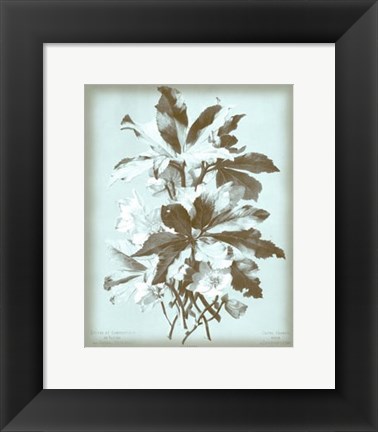 Framed Ellebore on Blue Print