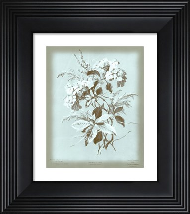 Framed Hydrangea on Blue Print