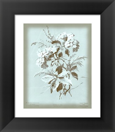 Framed Hydrangea on Blue Print