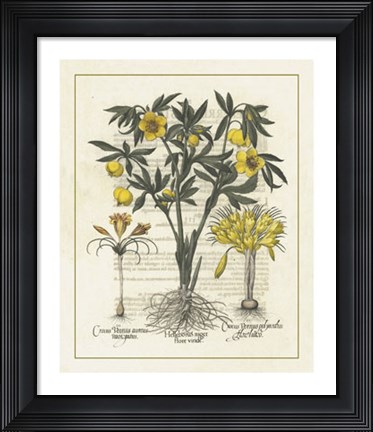 Framed Floral II Print