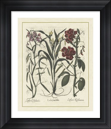 Framed Floral III Print