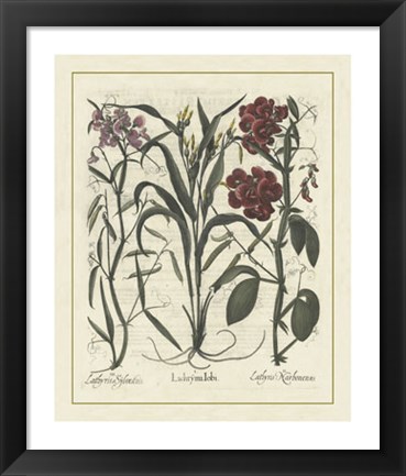 Framed Floral III Print