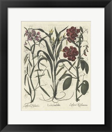 Framed Floral III Print