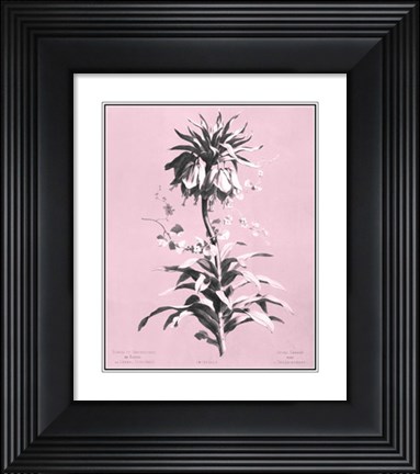 Framed Imperiale on Pink Print