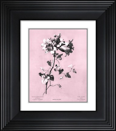Framed Amaryllis on Pink Print