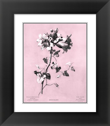 Framed Amaryllis on Pink Print