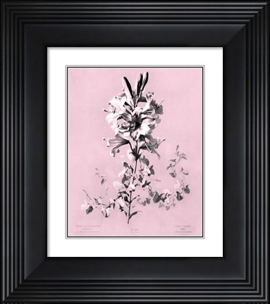 Framed Lilium on Pink Print