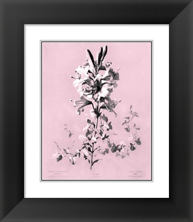 Framed Lilium on Pink Print