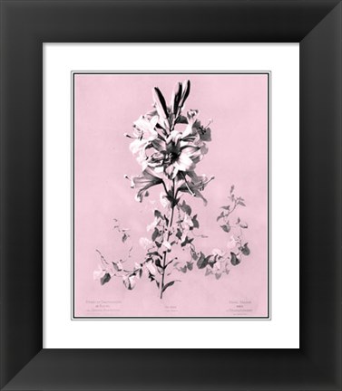 Framed Lilium on Pink Print