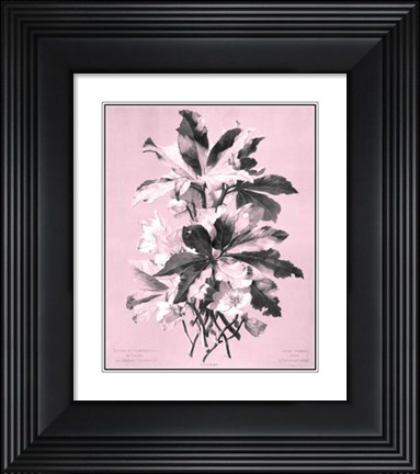 Framed Ellebore on Pink Print