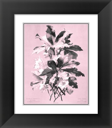 Framed Ellebore on Pink Print