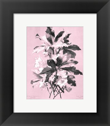 Framed Ellebore on Pink Print