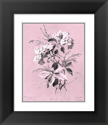 Framed Hydrangea on Pink Print