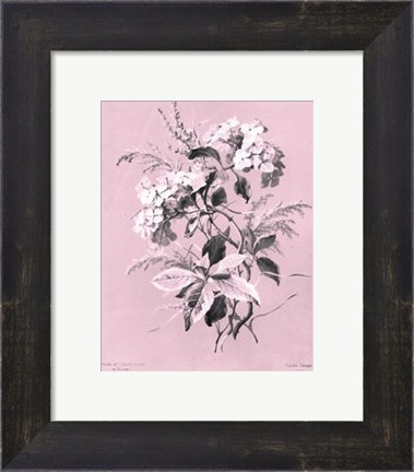 Framed Hydrangea on Pink Print