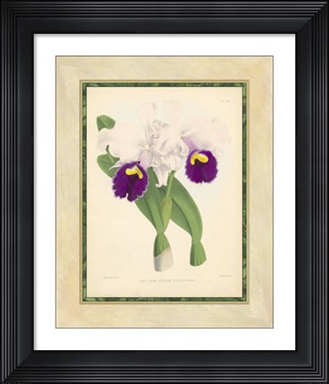 Framed Orchid I Print