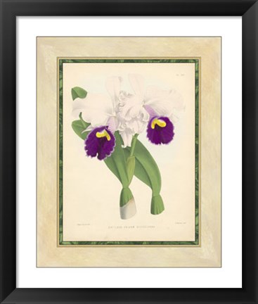 Framed Orchid I Print