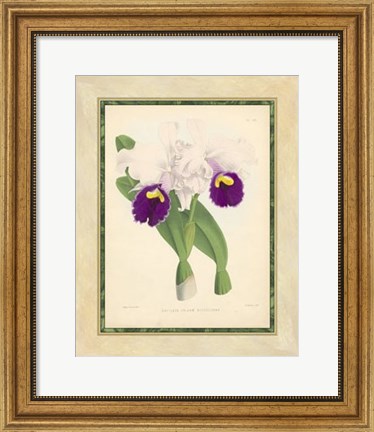 Framed Orchid I Print