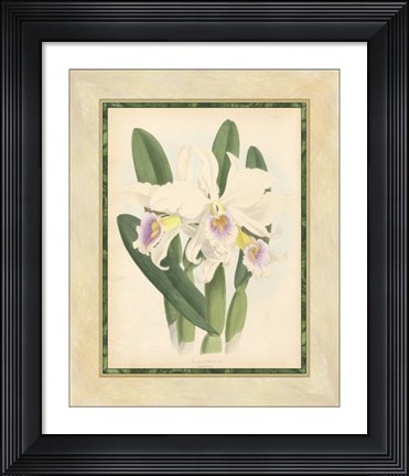Framed Orchid II Print