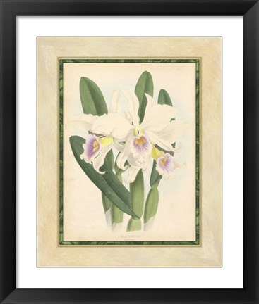 Framed Orchid II Print