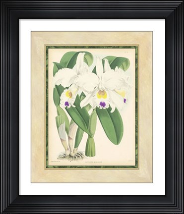 Framed Orchid III Print