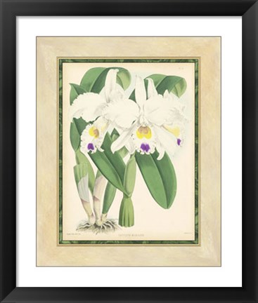 Framed Orchid III Print