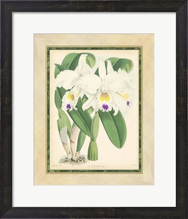 Framed Orchid III Print