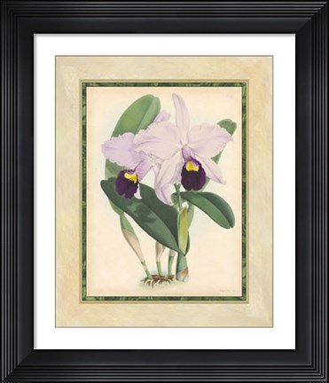 Framed Orchid IV Print