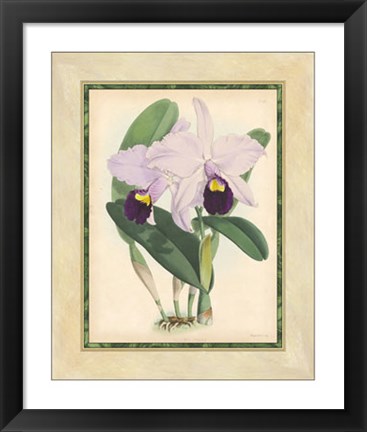 Framed Orchid IV Print