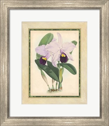 Framed Orchid IV Print