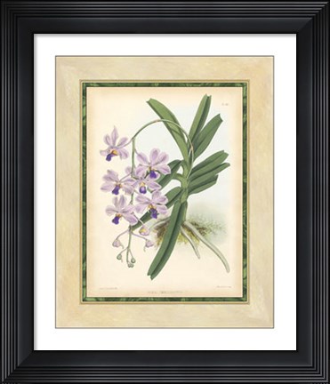 Framed Orchid V Print