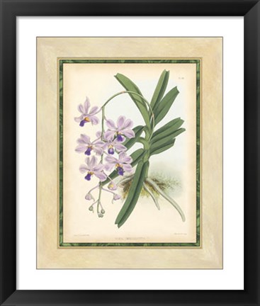 Framed Orchid V Print