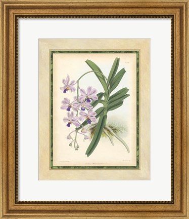 Framed Orchid V Print