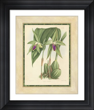 Framed Orchid VI Print
